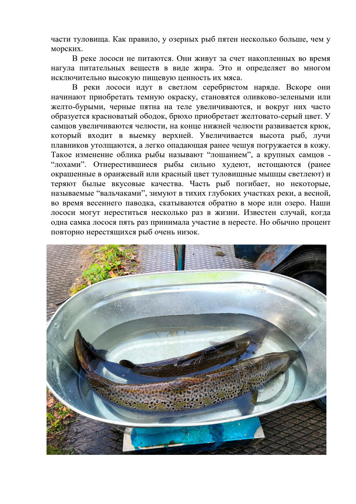 Воспроизводство лосося атлантического в Ленинградской области_3