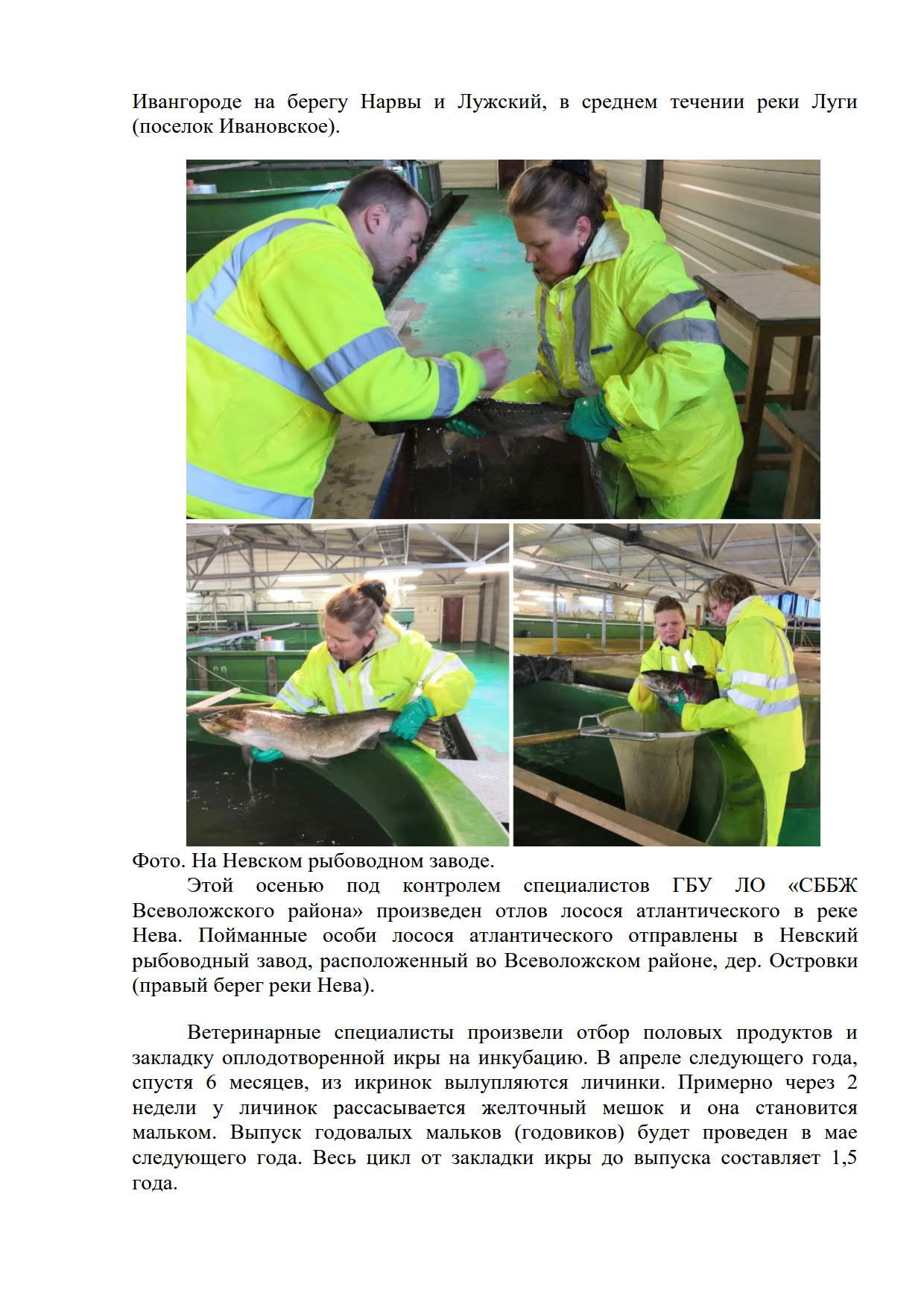 Воспроизводство лосося атлантического в Ленинградской области_5